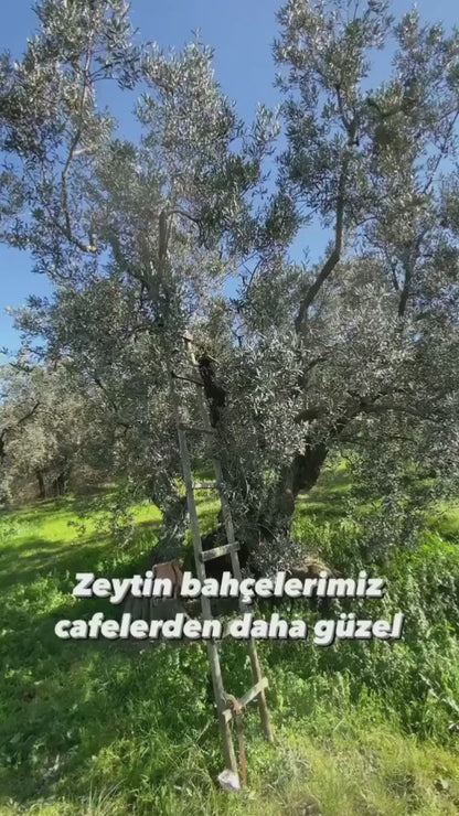 Erken Hasat Soğuk Sıkım Zeytinyağı •         • 5 Litre •